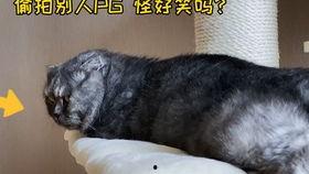 娱乐吃瓜猫嘎嘎,揭秘娱乐圈幕后趣闻